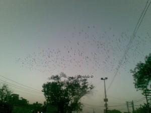 Birds in the evening sky