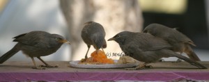 birds, eating