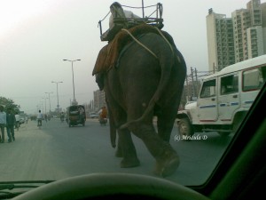 Elephant on the Road, Gurgaon