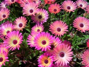 Flowers on an Ice Plant