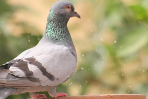 Bird House Pigeon