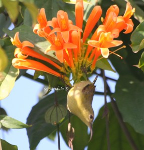 Sun bird sitting on flowers