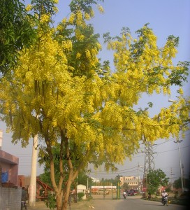 Amaltas Flowers Gurgaon