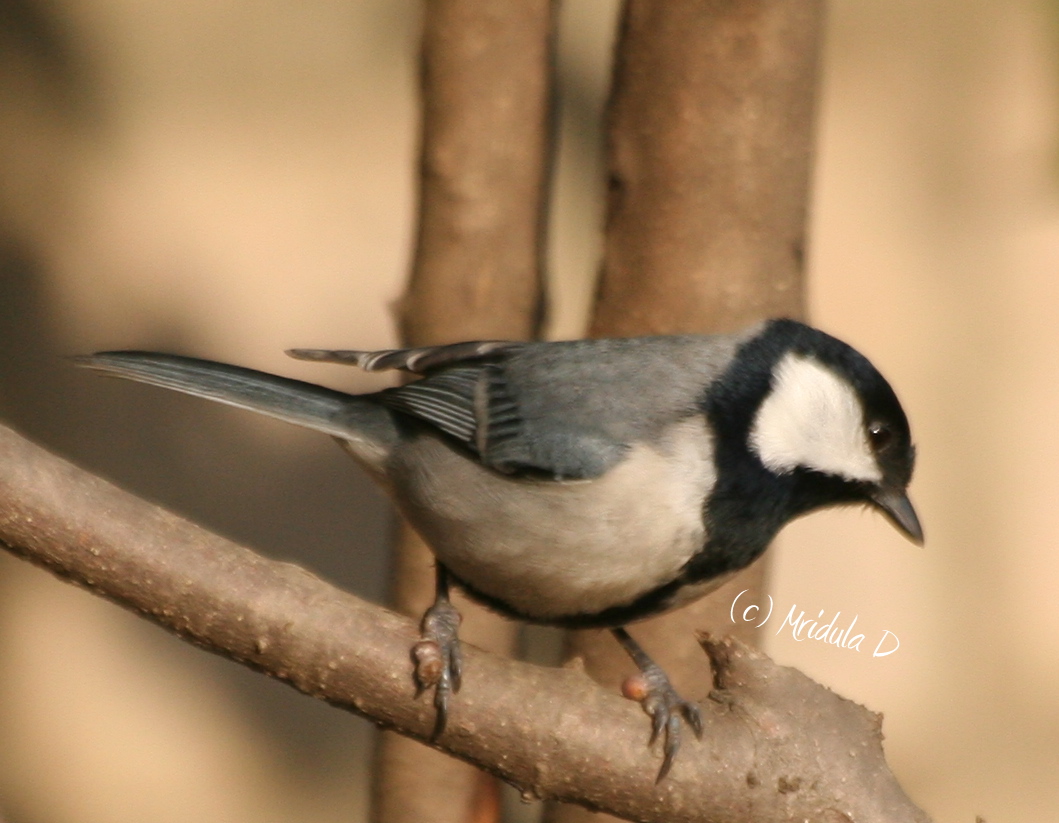 Great Tits Bird 93