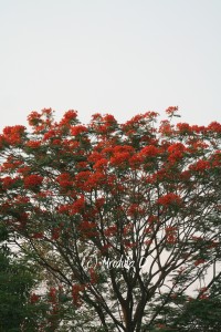 Gulmohar Tree, Gurgaon
