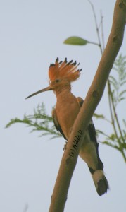 Hoopoe Bird Gurgaon