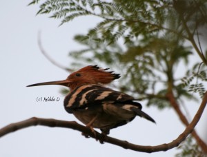 Hoopoe Bird Gurgaon