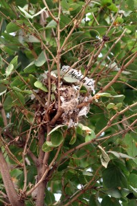 Bird's Nest made with plastic