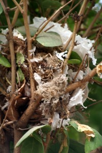Plastic used in a brid nest