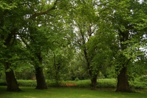 Trees Oxford, UK