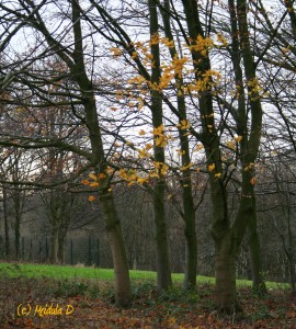 Yellow Leaves, Lancaster, UK