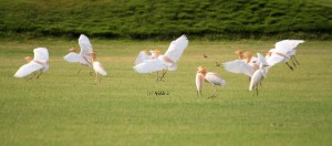 Cattle Egrets Flying
