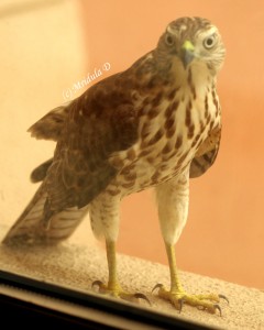 Shikra Bird of Prey
