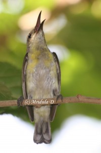 Purple Sunbird Female