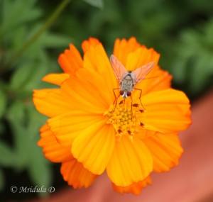 Cosmos orange flower