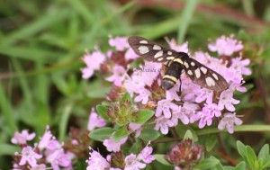 Small Pink Flowers and an Insect