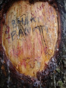 Heart made in tree not love