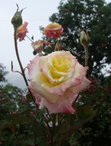 Rose flower with dew drops