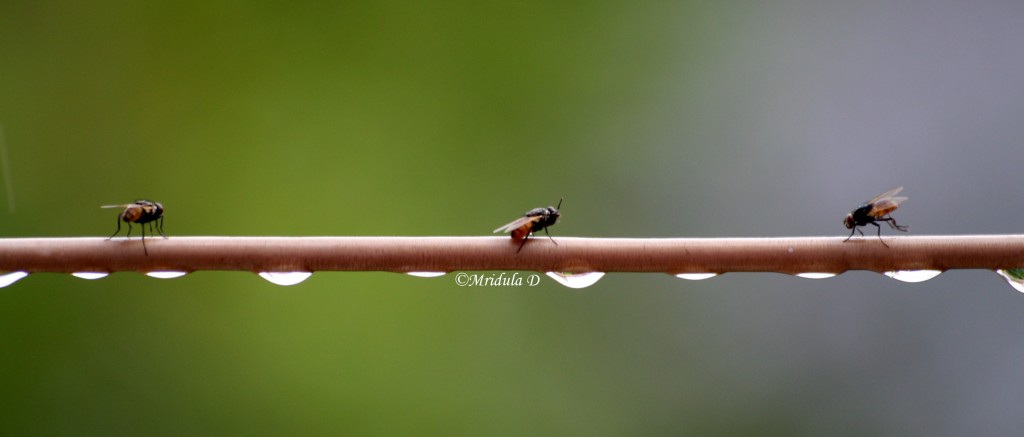 Flies and dew drop on a rainy day!