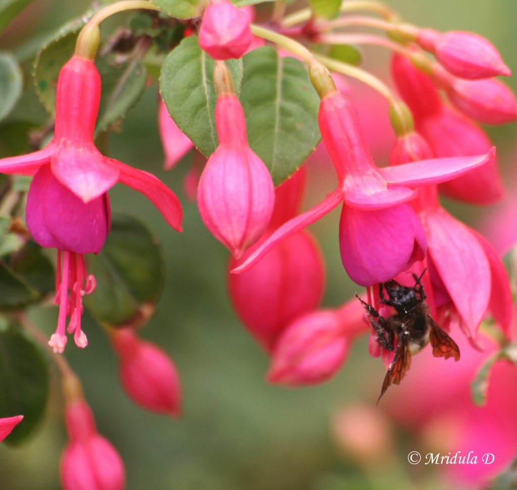 Pink Fuchsias and a Bee