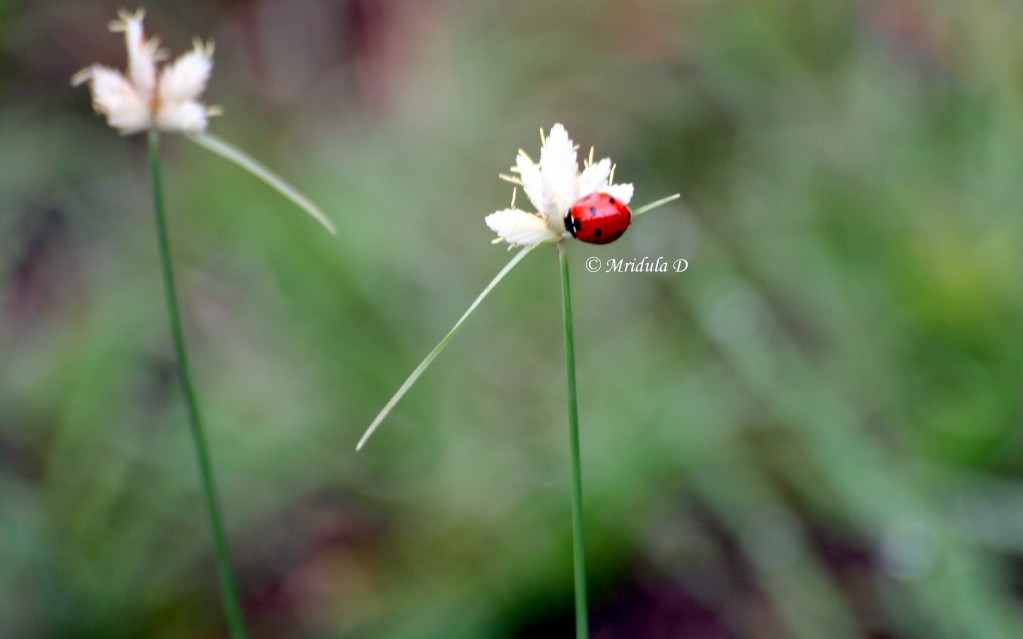 lady bug on a white wild flower