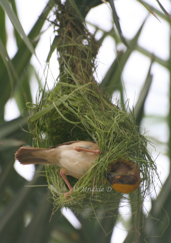 Weaver bird weaving nest