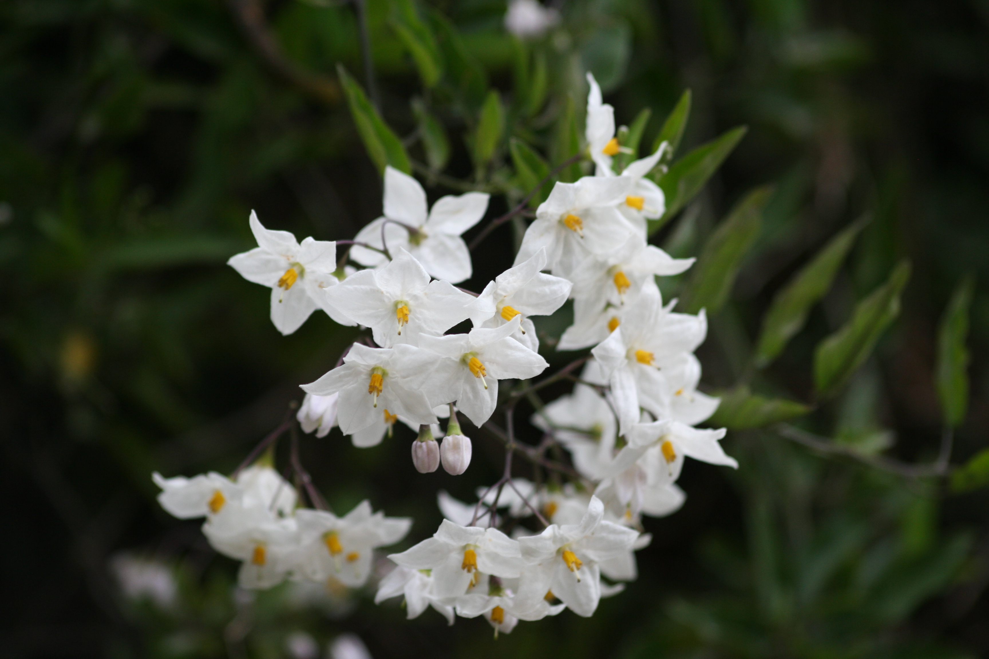 Types Of White Flowers With Pictures And Names ...