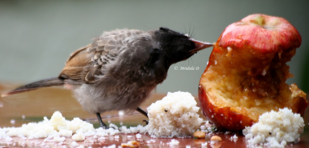Yellow Vented Bulbul Pecking at an Apple