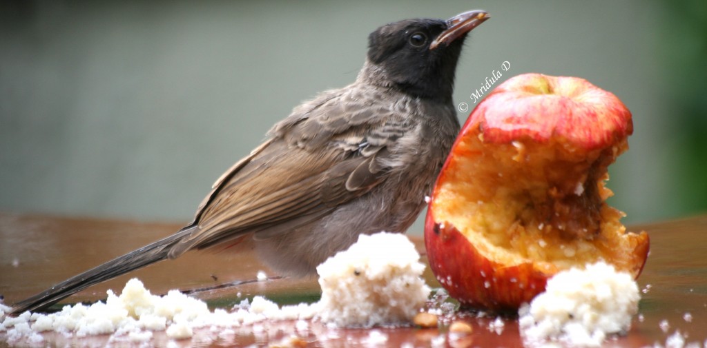 Yellow Vented Bulbul with an Apple