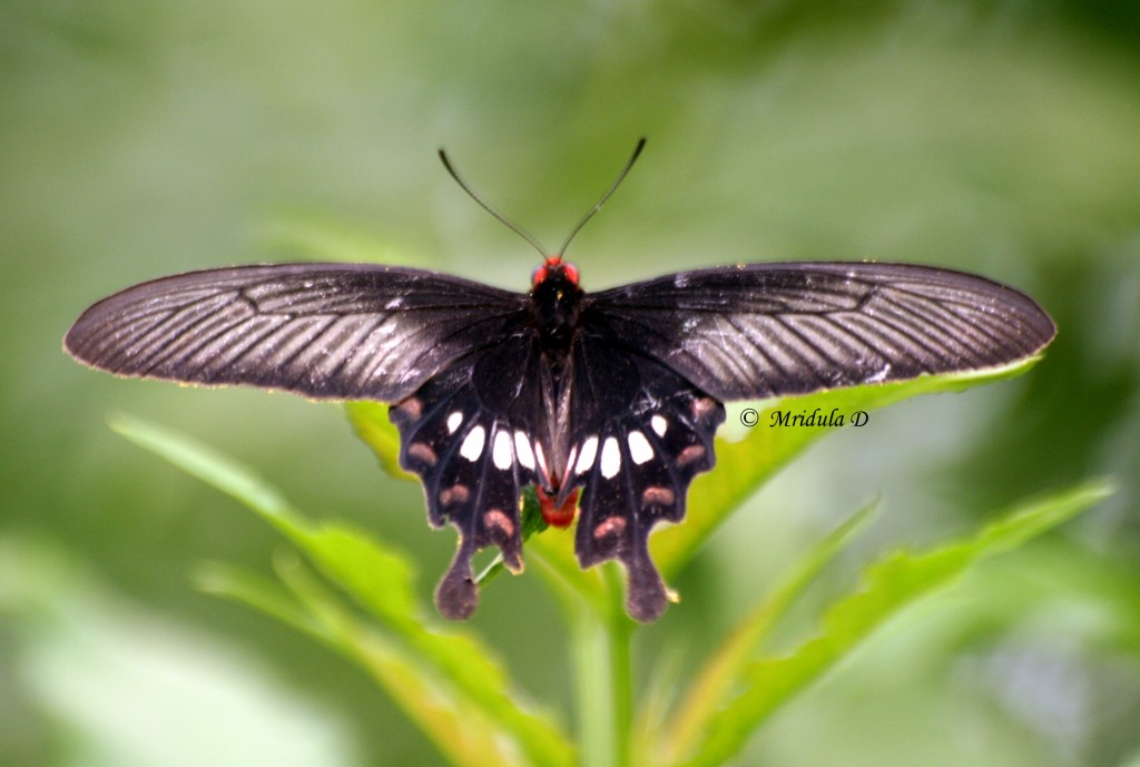 Butterfly Black Butterfly