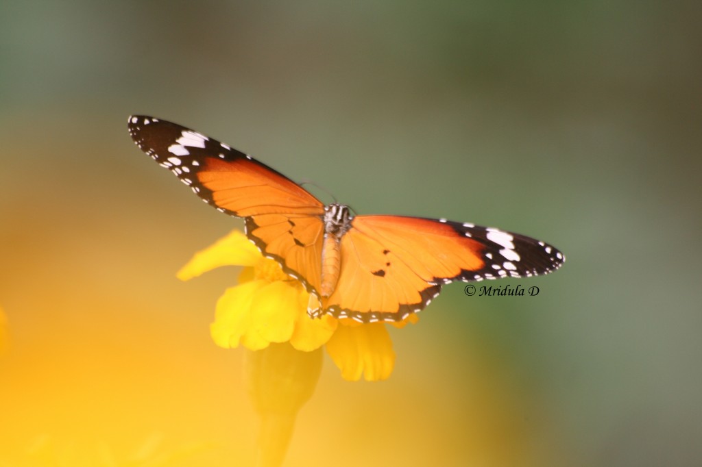 Butterfly on Marigold Flowers