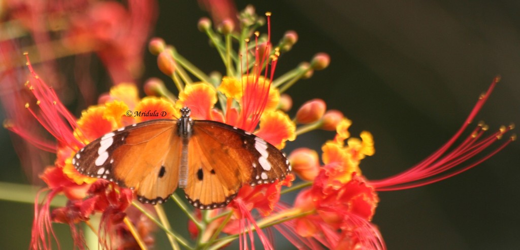 Butterfly on Orange Flowers