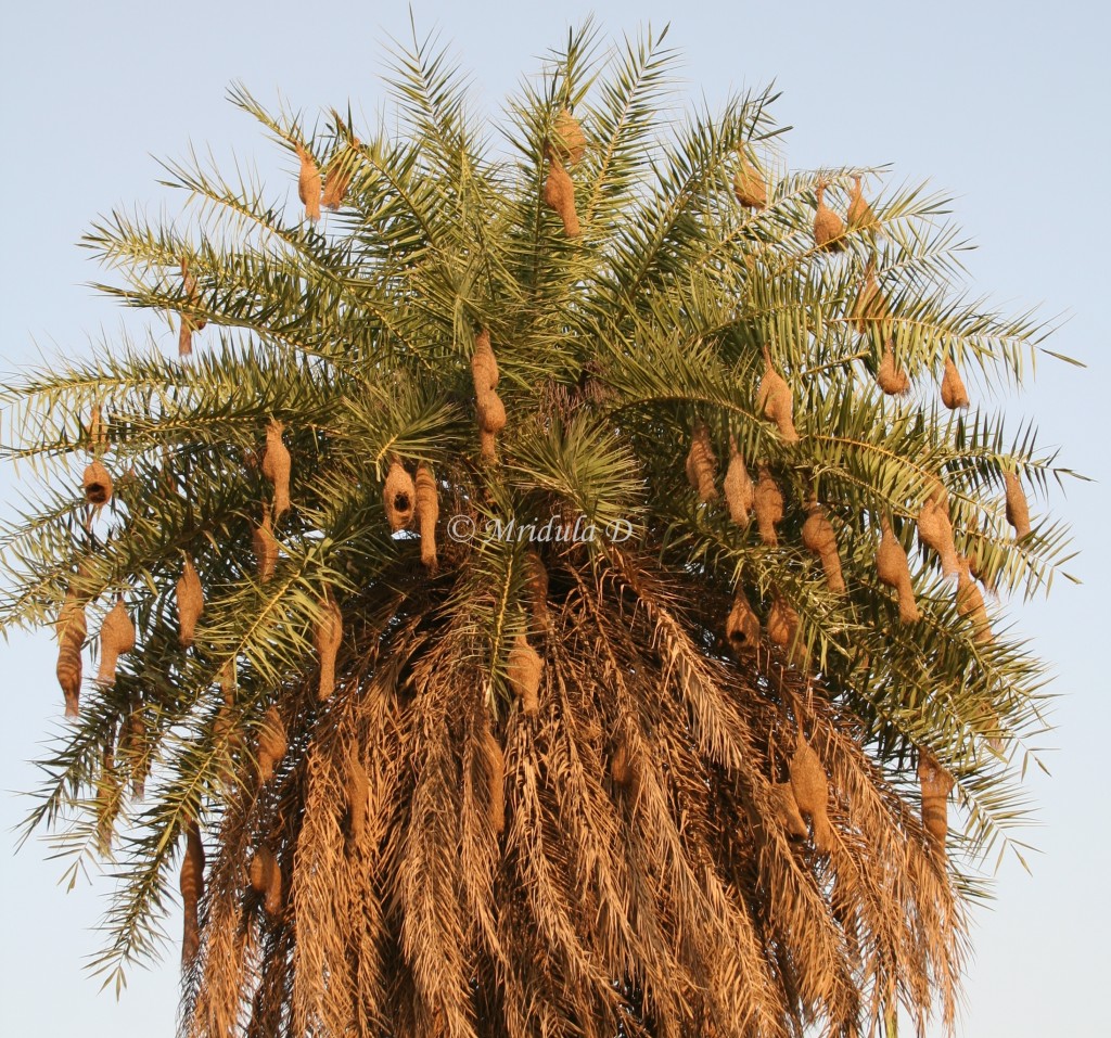 Tree full of weaver bird nests