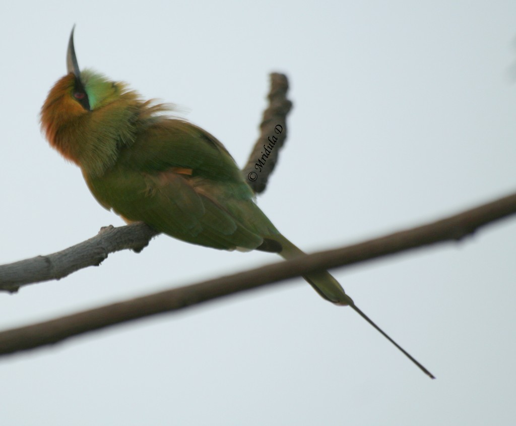Green Bee Eating Bird, Gurgaon