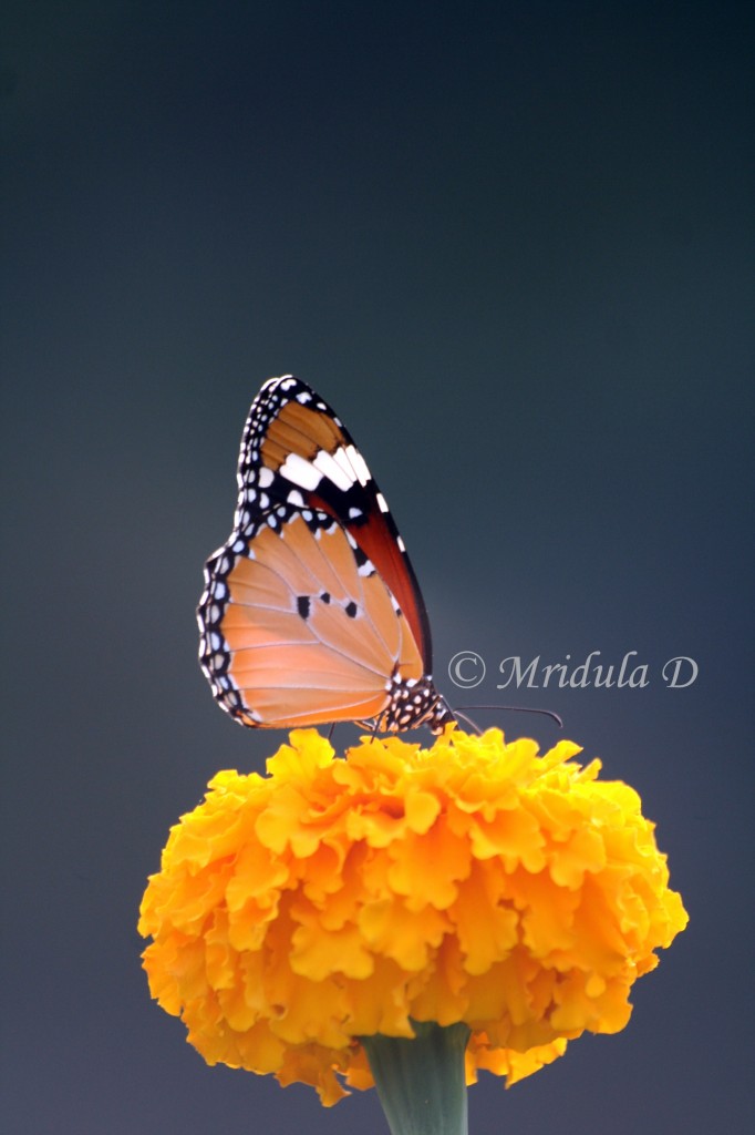 A butterfly on a Marigold flower