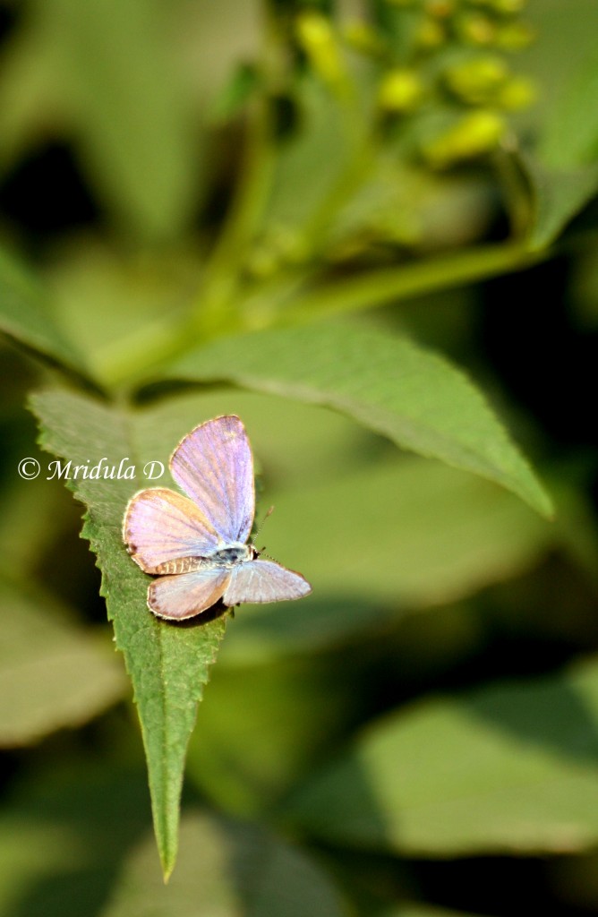 Small Purple Moth