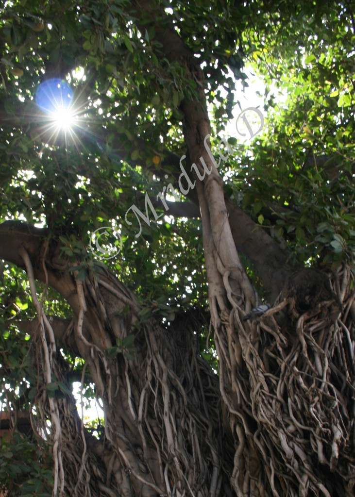 Sun Rays Filtering through a Banyan Tree at Jaipur, Rajasthan
