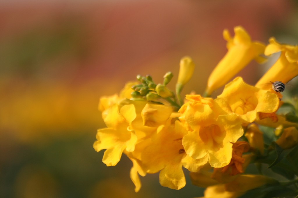 Yellow Trumpet Vine, Flowers