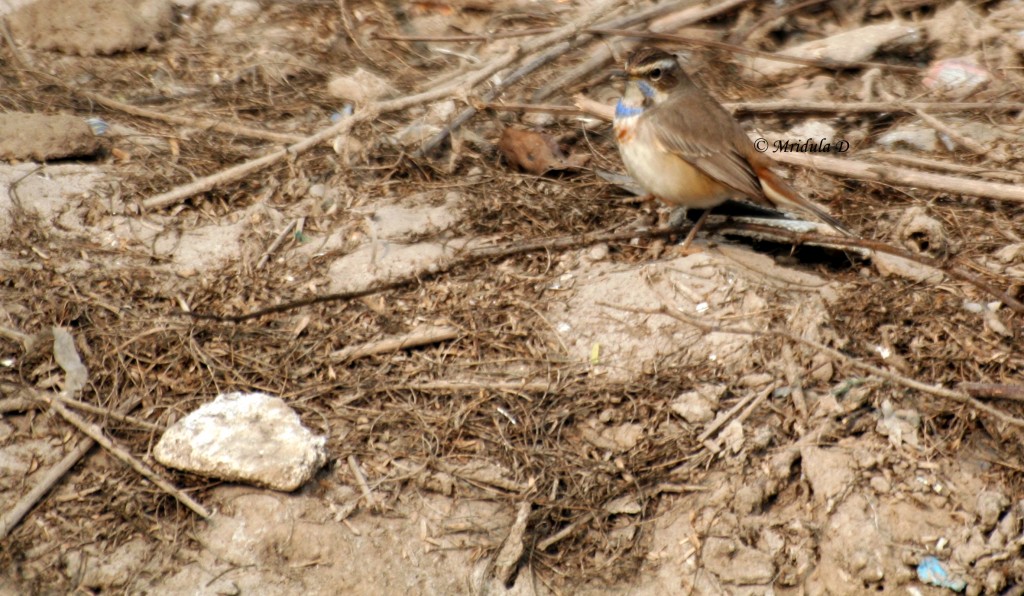 Blue Throat, A Small and Beautiful Bird, India