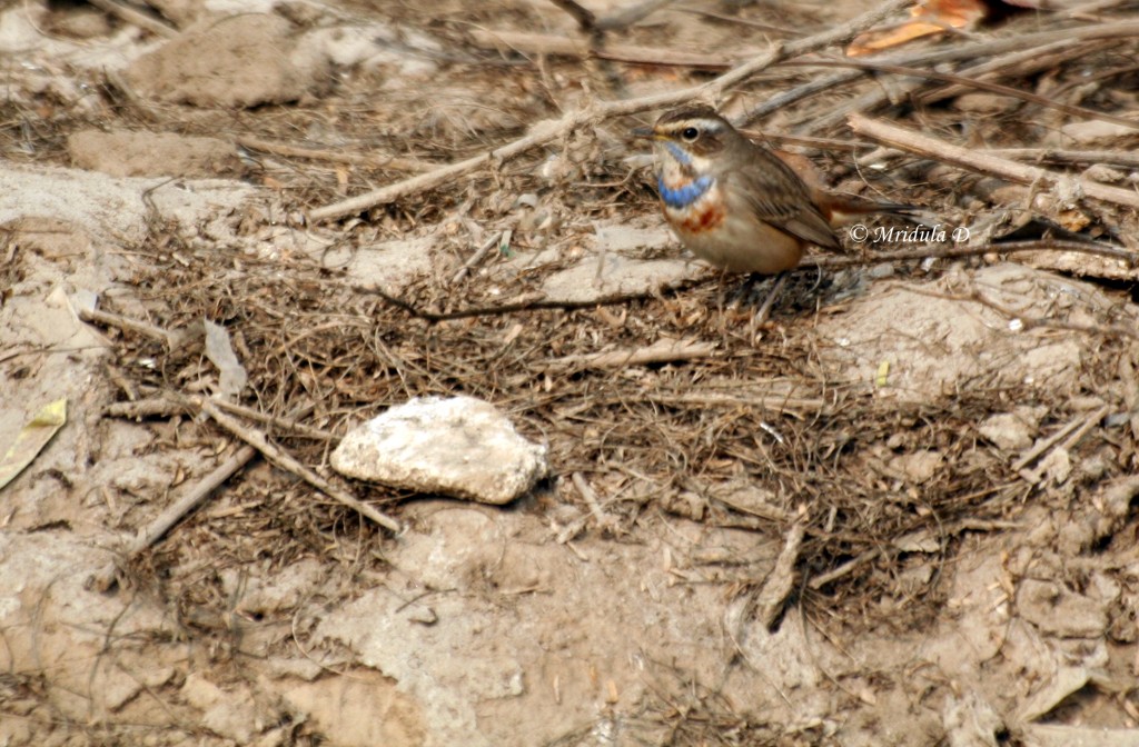 Bluethroat, A Small Bird from Gurgaon, India