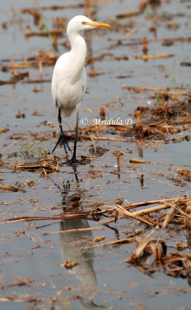 Egret with reflection in the water