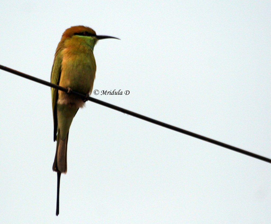 Green Bee Eating Bird, Gurgaon