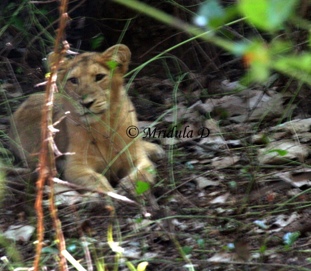 Lion Cub at Gir National Park, Gujarat, India