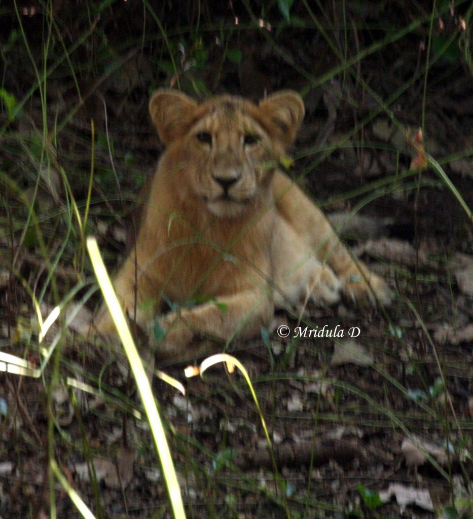 Lion Cub Gir National park Gujarat, India