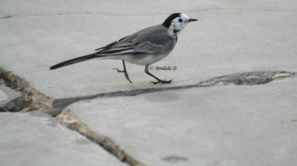 White Wag Tail Bird, Gurgaon