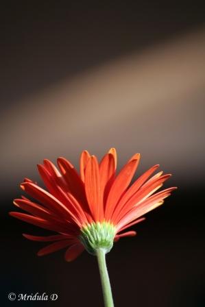 Calendula Flower