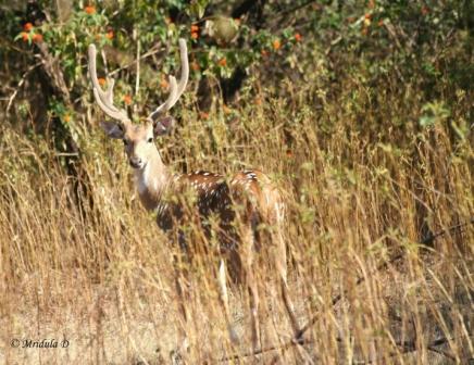 Spotted Deer at Gir, Gujarat