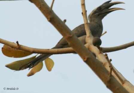 Indian Grey Hornbill