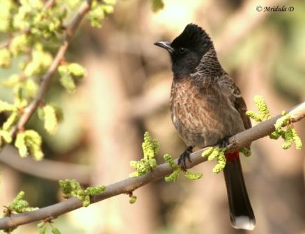 A Red Vented Bulbul on a Mulberry Tree