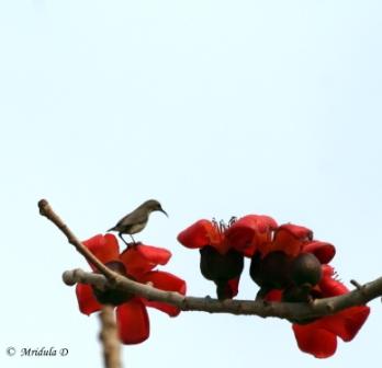 Puruple Sunbird on Red Flowers